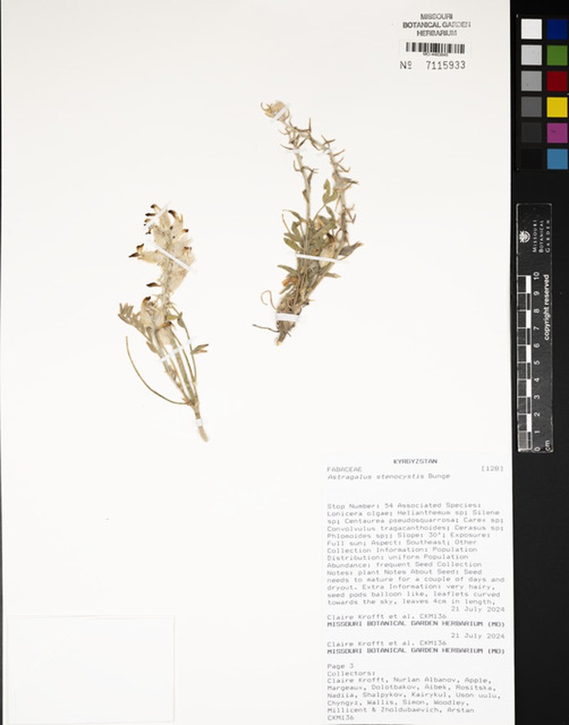 Astragalus stenocystis photo 5