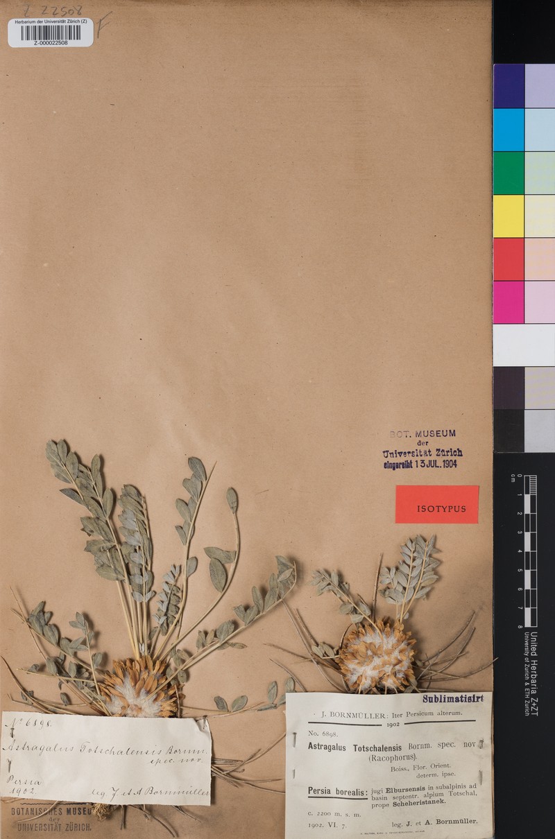 Astragalus stenolepis