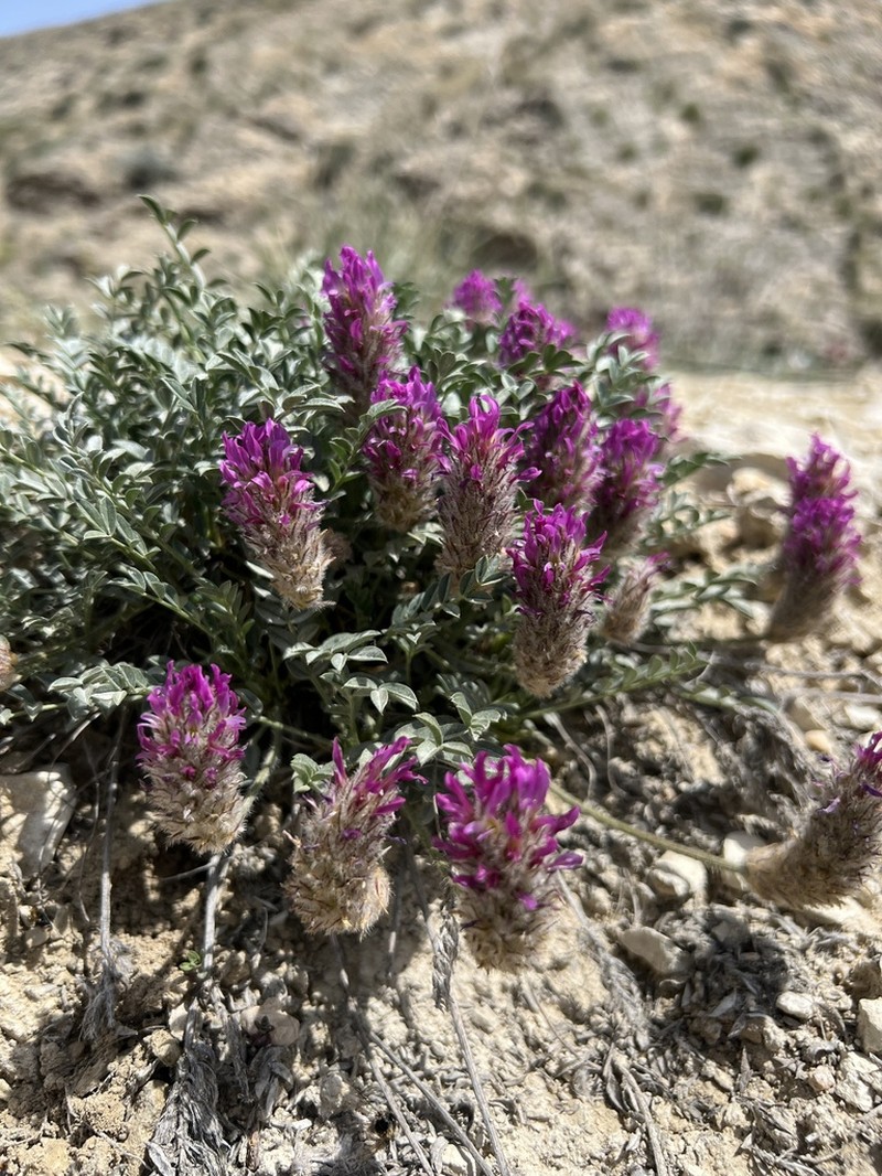Astragalus stenosemius