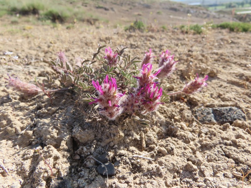 Astragalus stenosemius photo 2
