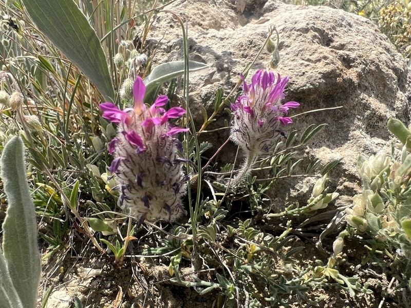 Astragalus stenosemius photo 3
