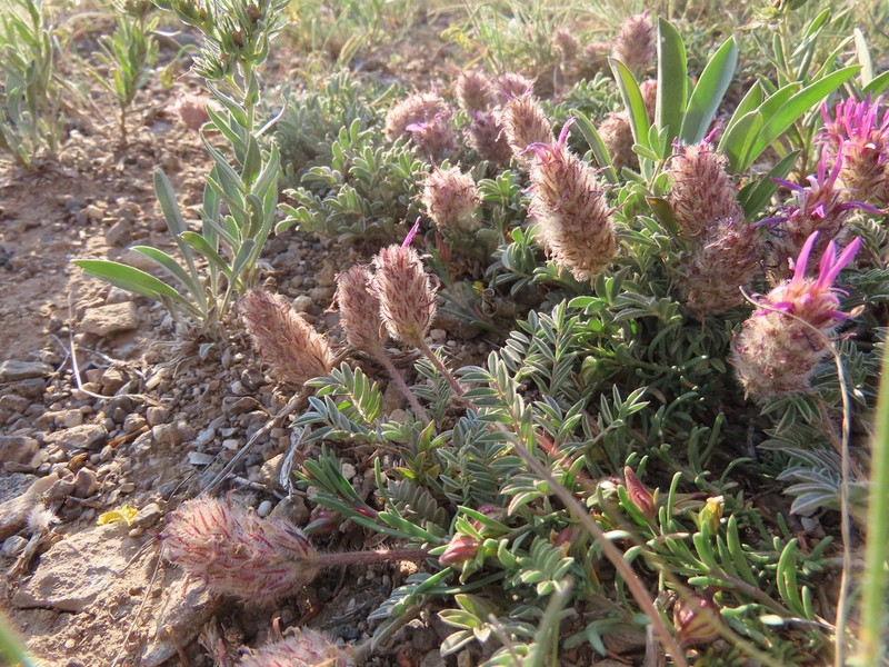 Astragalus stenosemius photo 4