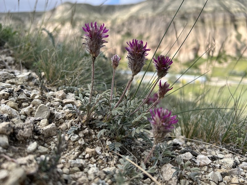 Astragalus stenosemius photo 5