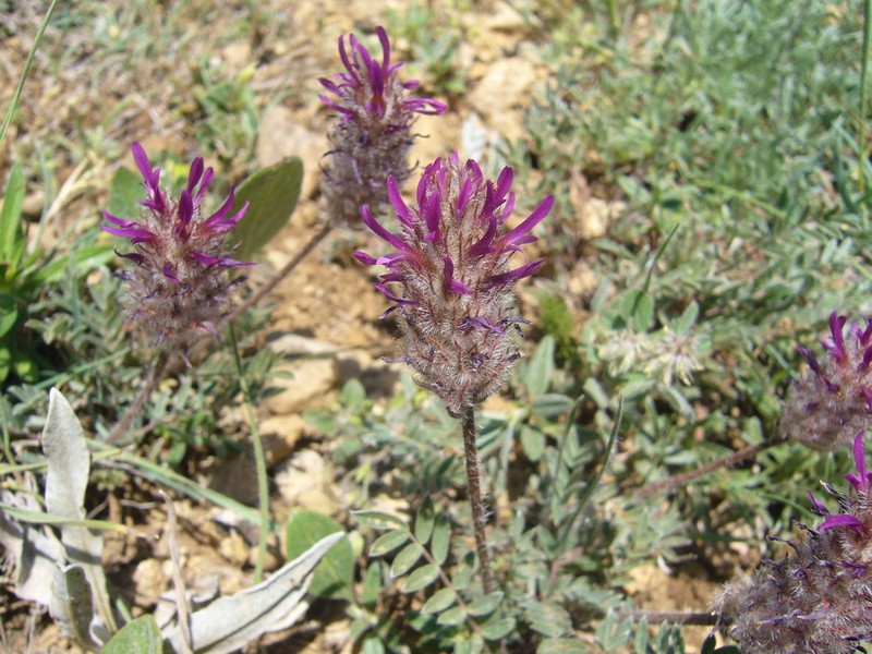 Astragalus stenosemius photo 6