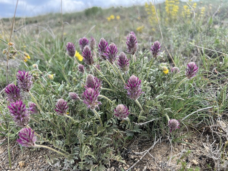 Astragalus stenosemius photo 7