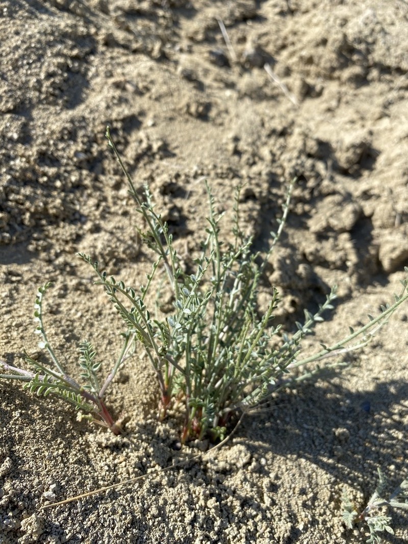 Astragalus sterilis