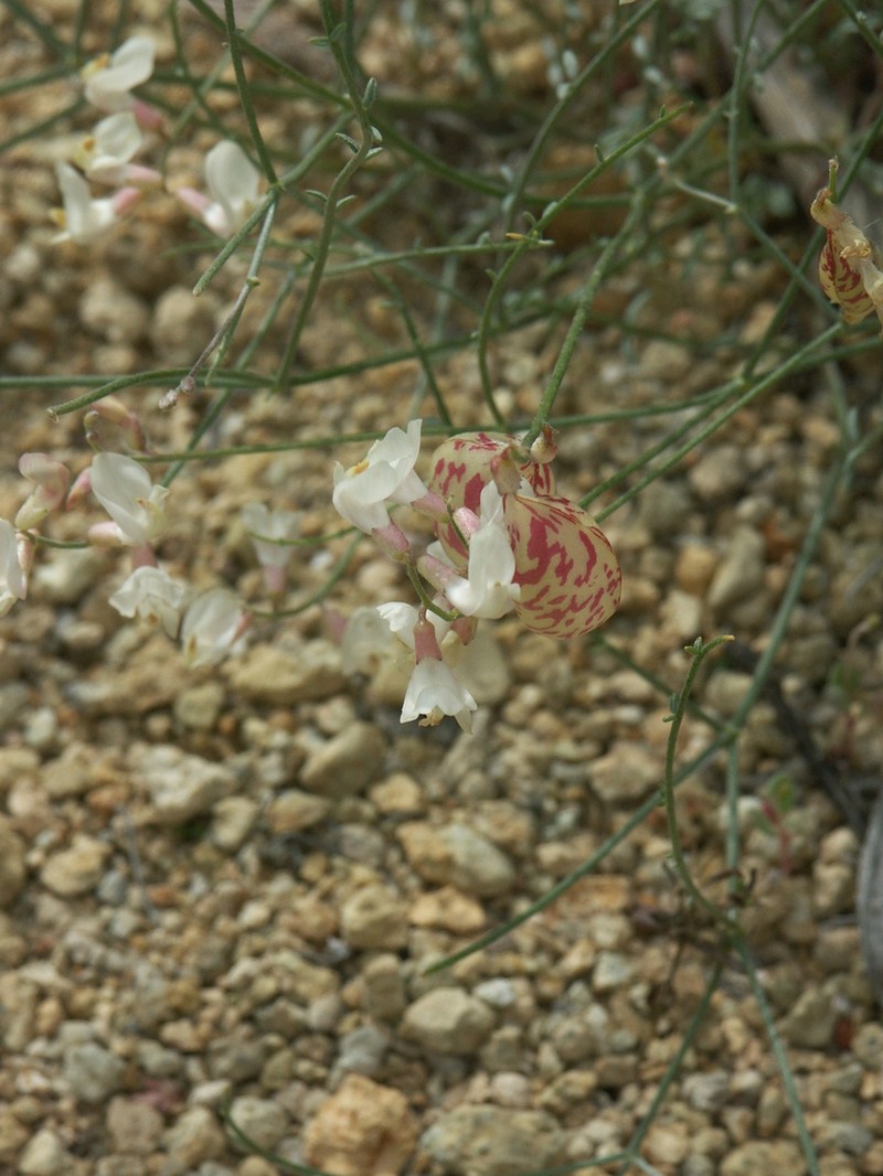 Astragalus sterilis photo 2