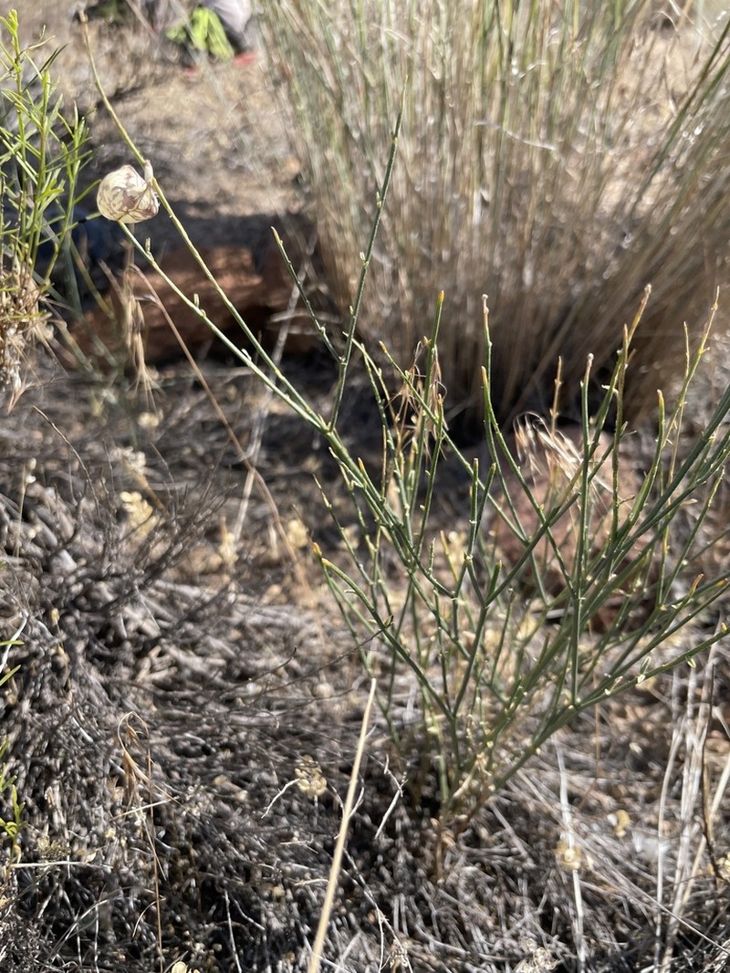Astragalus sterilis photo 3