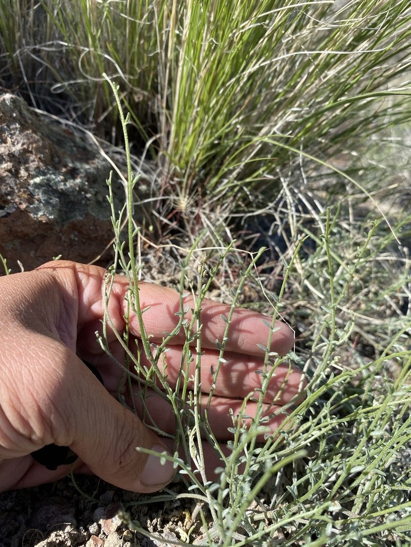 Astragalus sterilis photo 4