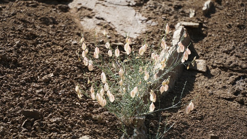Astragalus sterilis photo 5