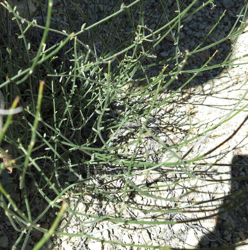 Astragalus sterilis photo 6