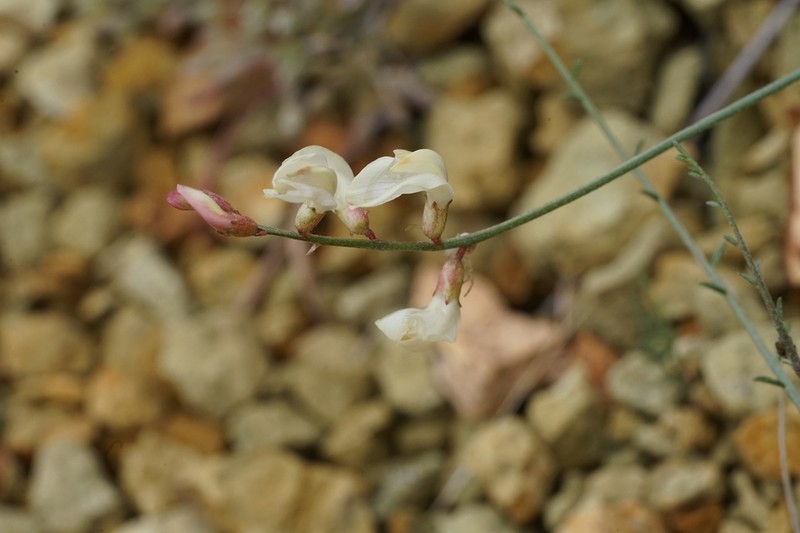 Astragalus sterilis photo 7