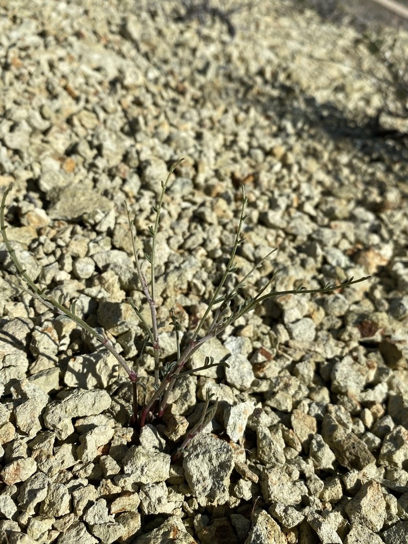 Astragalus sterilis photo 8