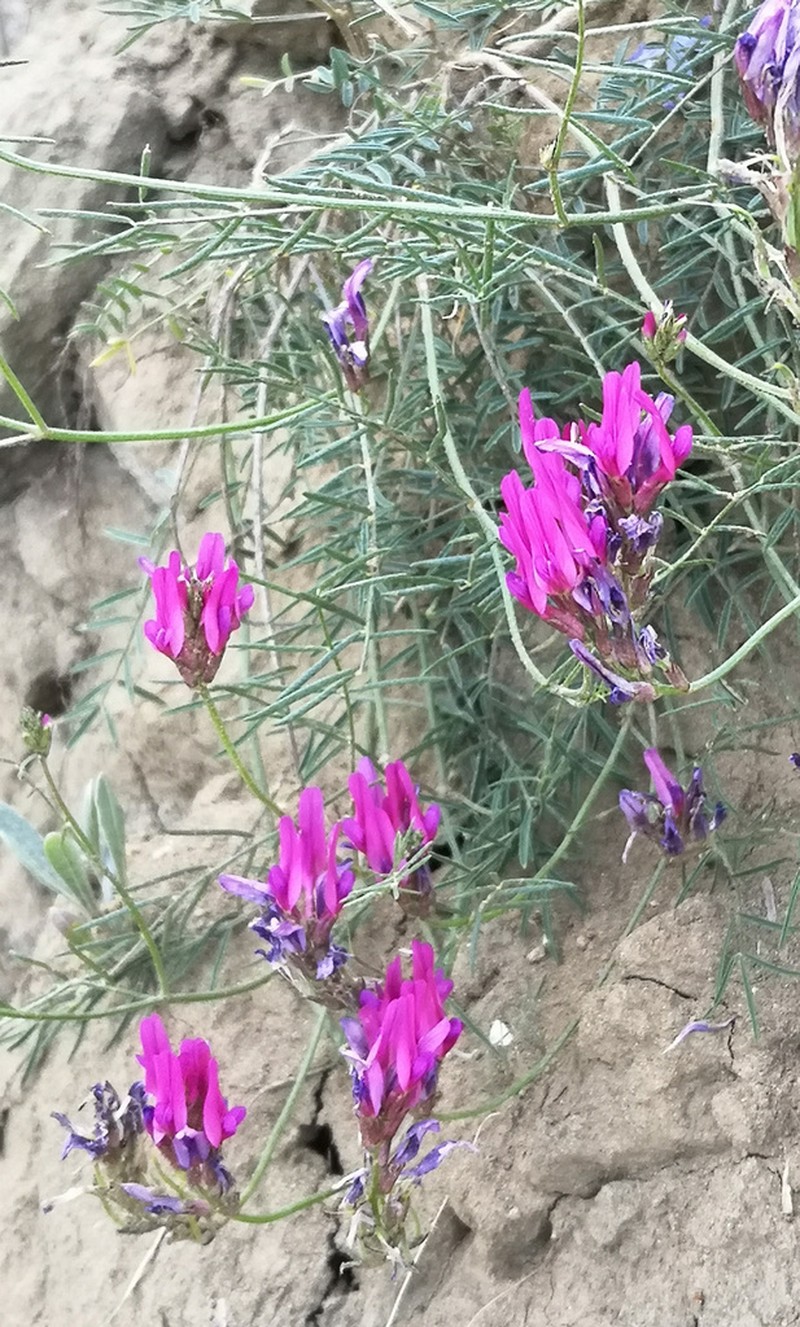 Astragalus stevenianus