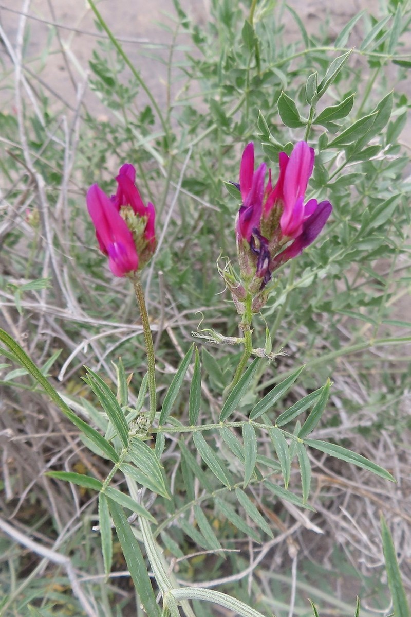Astragalus stevenianus photo 2