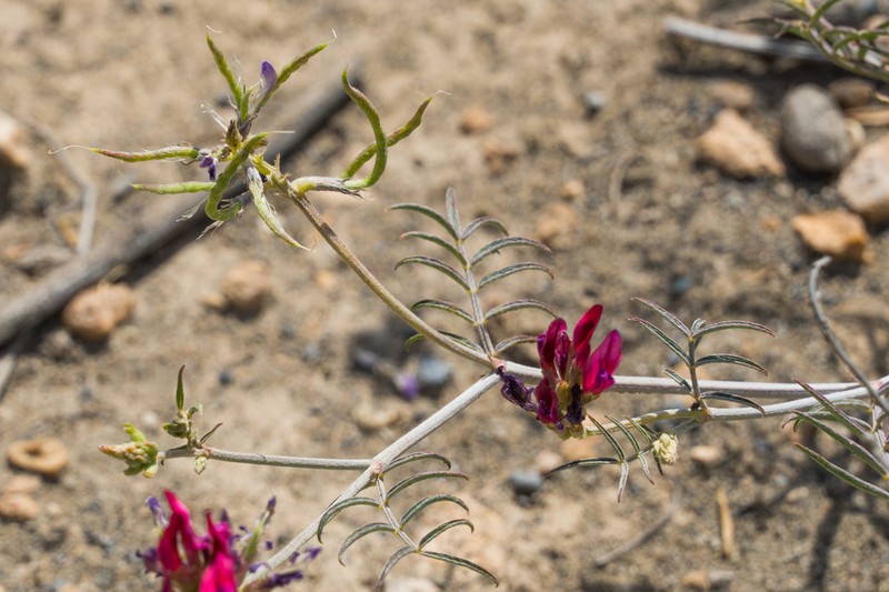 Astragalus stevenianus photo 3