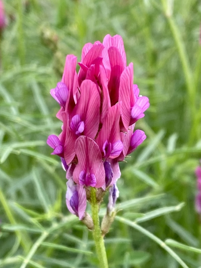 Astragalus stevenianus photo 4