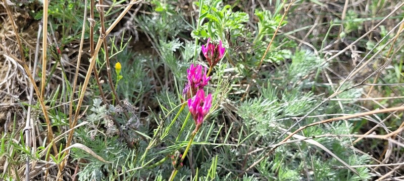 Astragalus stevenianus photo 5