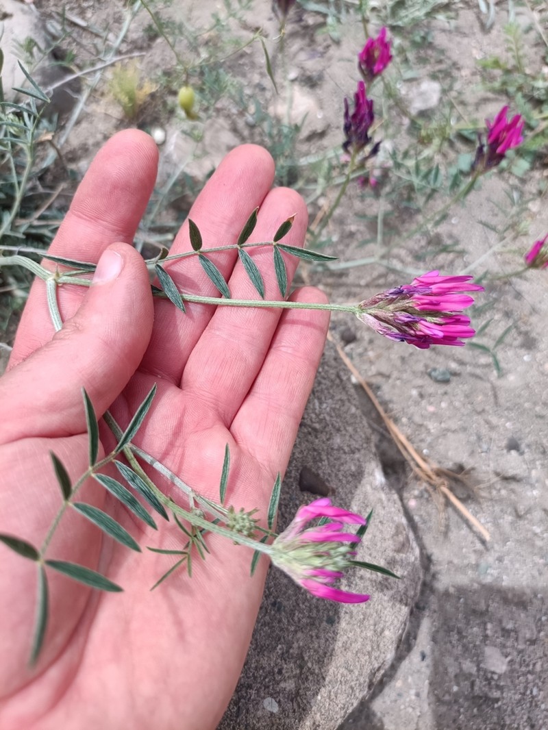 Astragalus stevenianus photo 6