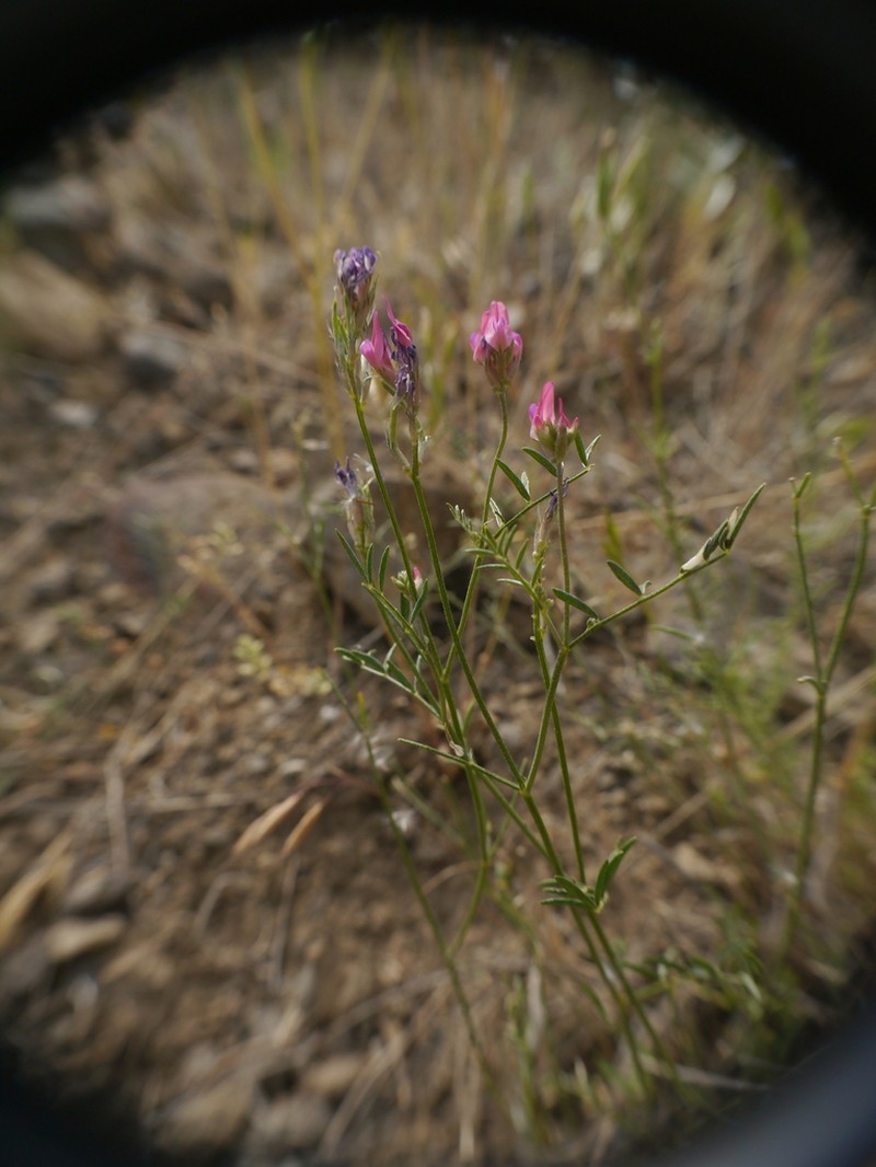 Astragalus stevenianus photo 7