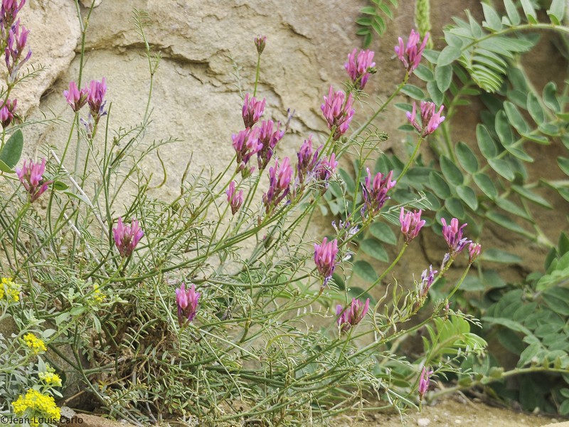 Astragalus stevenianus photo 8