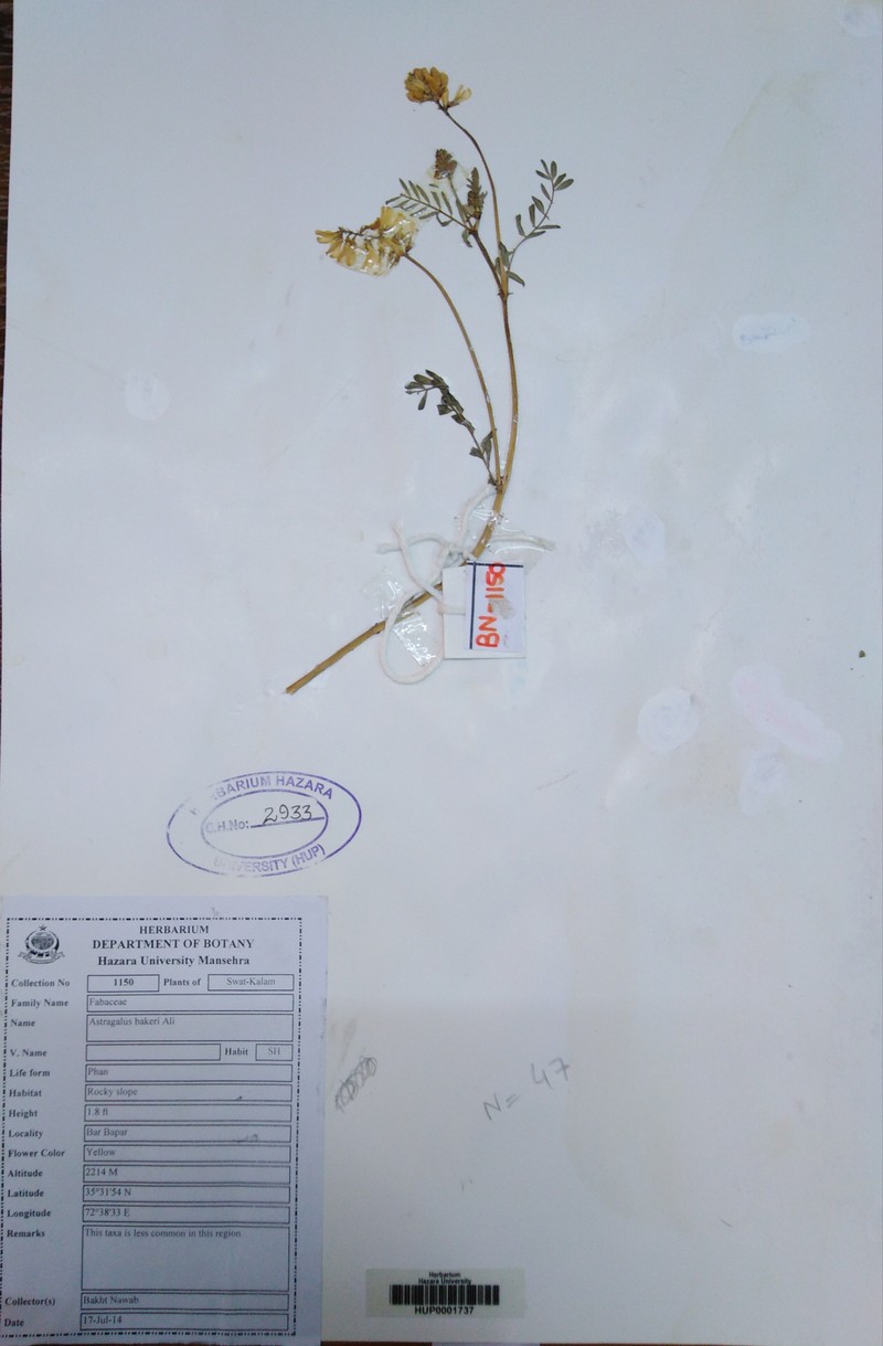 Astragalus stewartii