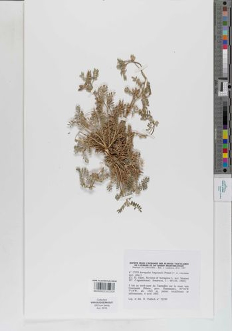 Astragalus stewartii photo 2