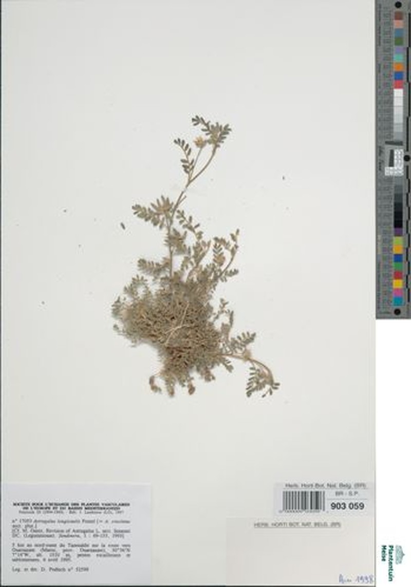 Astragalus stewartii photo 3