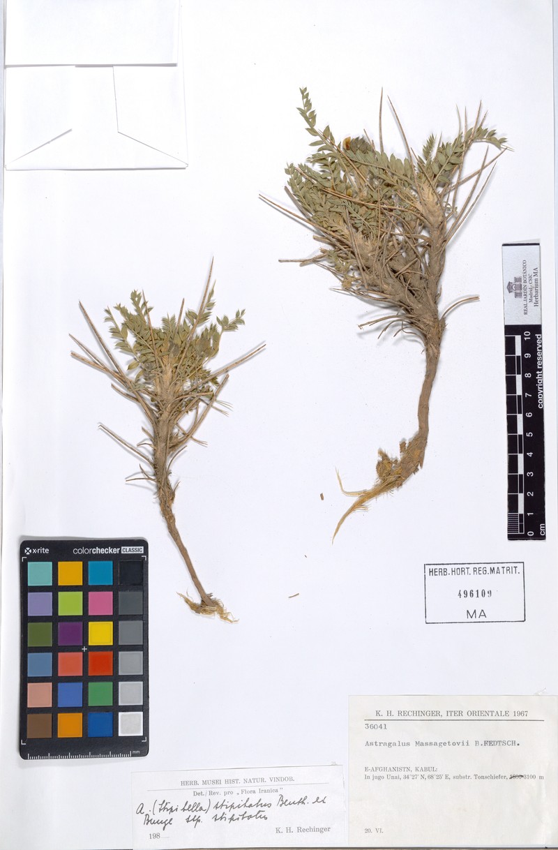 Astragalus stipitatus