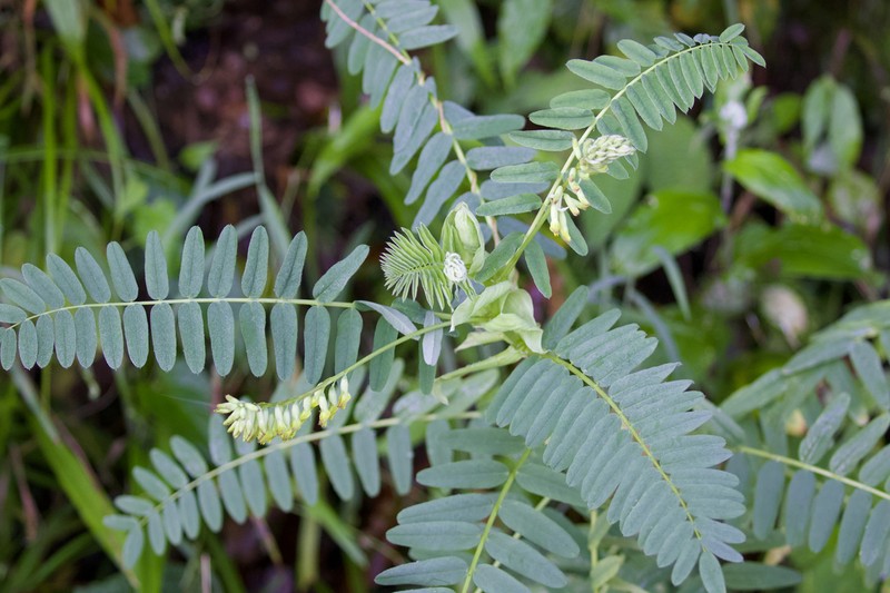 Astragalus stipulatus