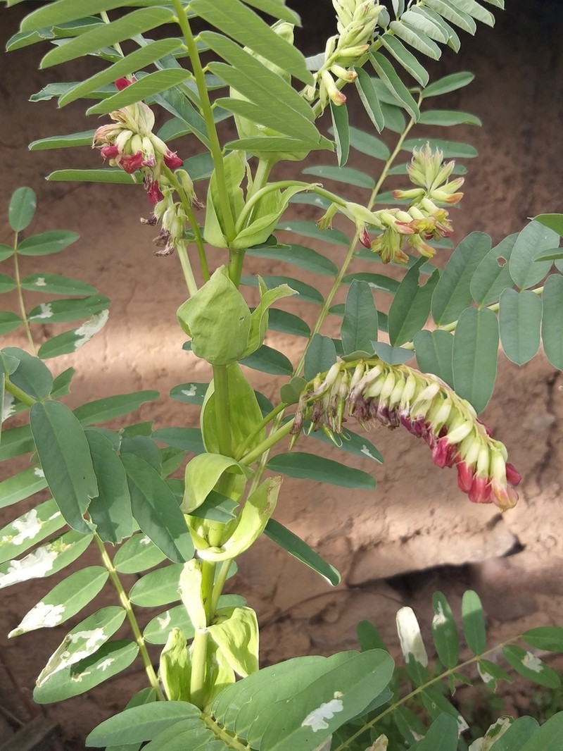 Astragalus stipulatus photo 2