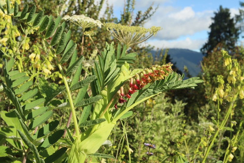 Astragalus stipulatus photo 3