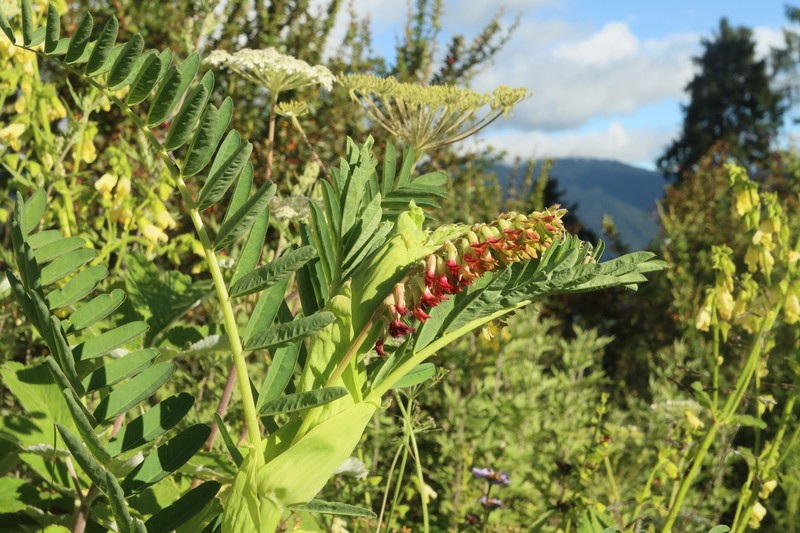 Astragalus stipulatus photo 5