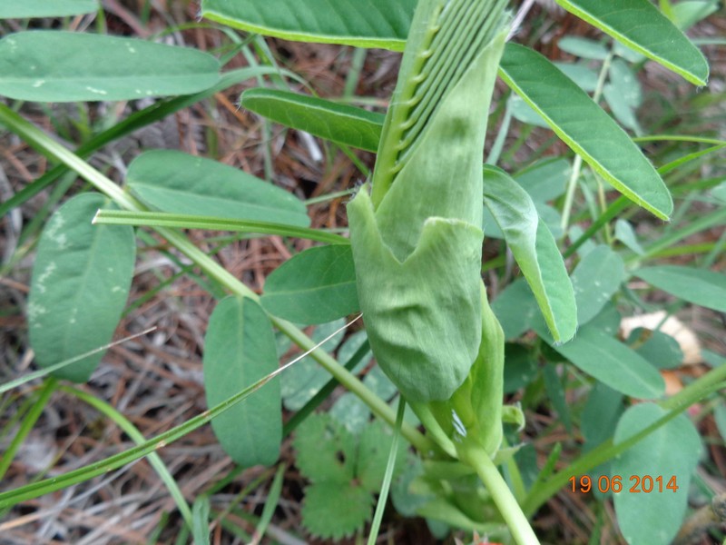 Astragalus stipulatus photo 8