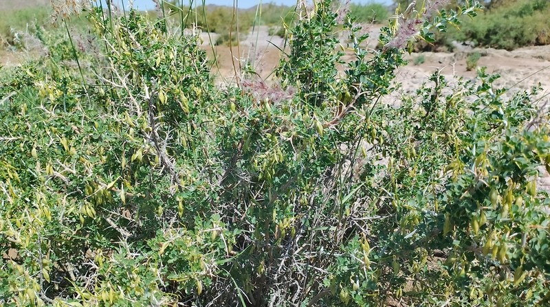 Astragalus stocksii