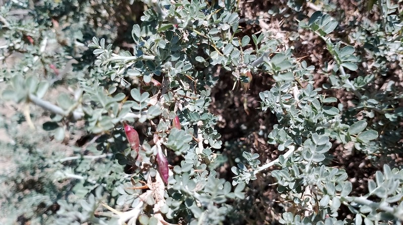 Astragalus stocksii photo 2