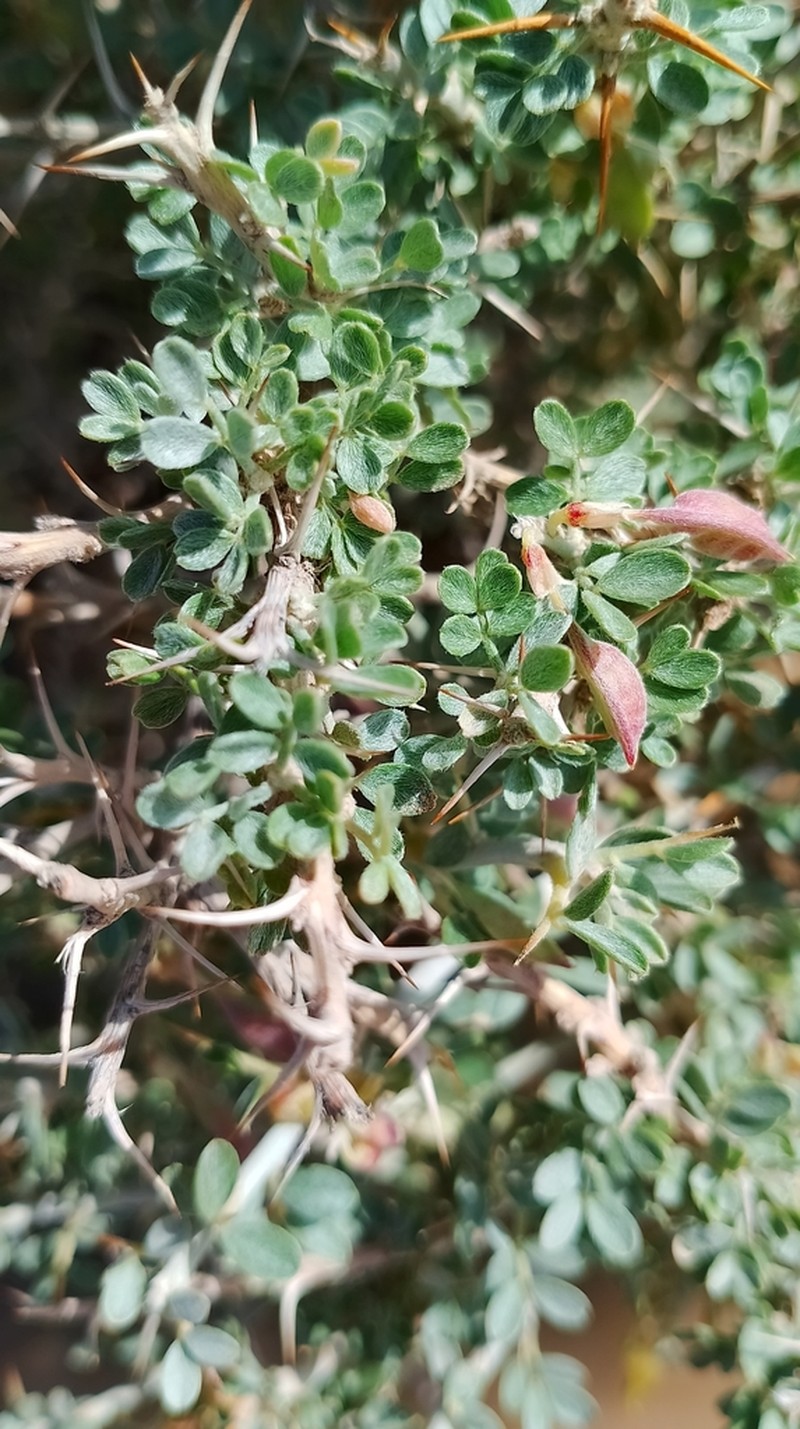 Astragalus stocksii photo 3