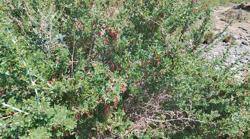 Astragalus stocksii photo 4
