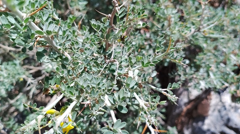 Astragalus stocksii photo 5