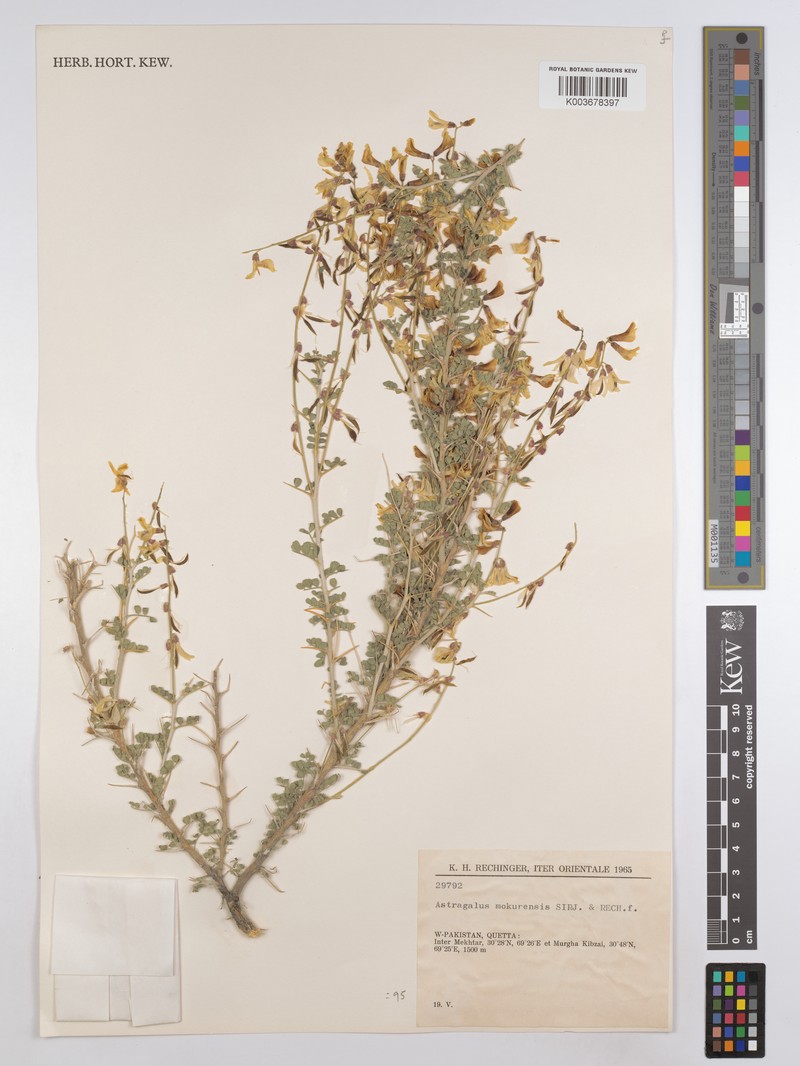 Astragalus stocksii photo 6