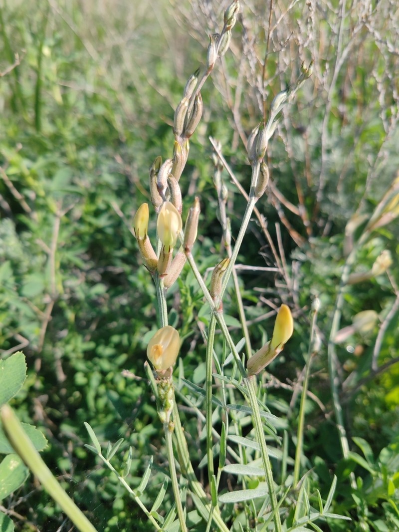 Astragalus storozhevae photo 2