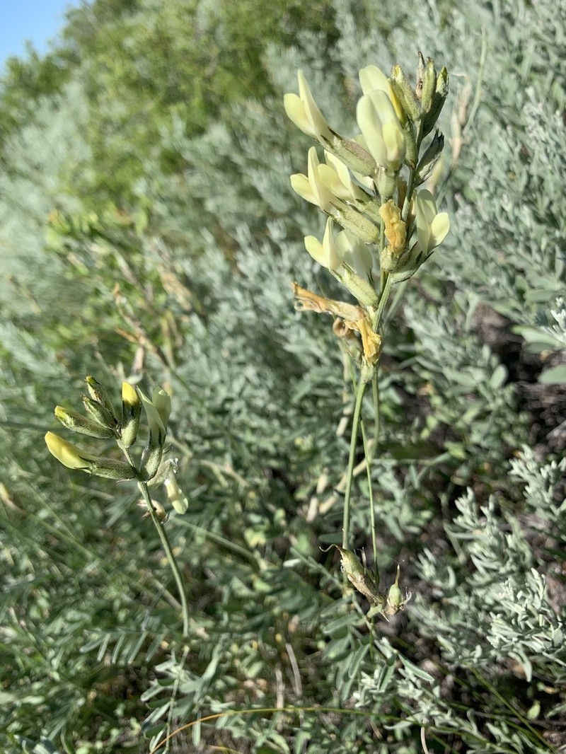 Astragalus storozhevae photo 3