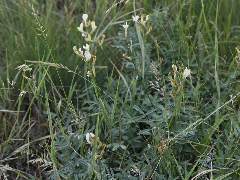 Astragalus storozhevae photo 4