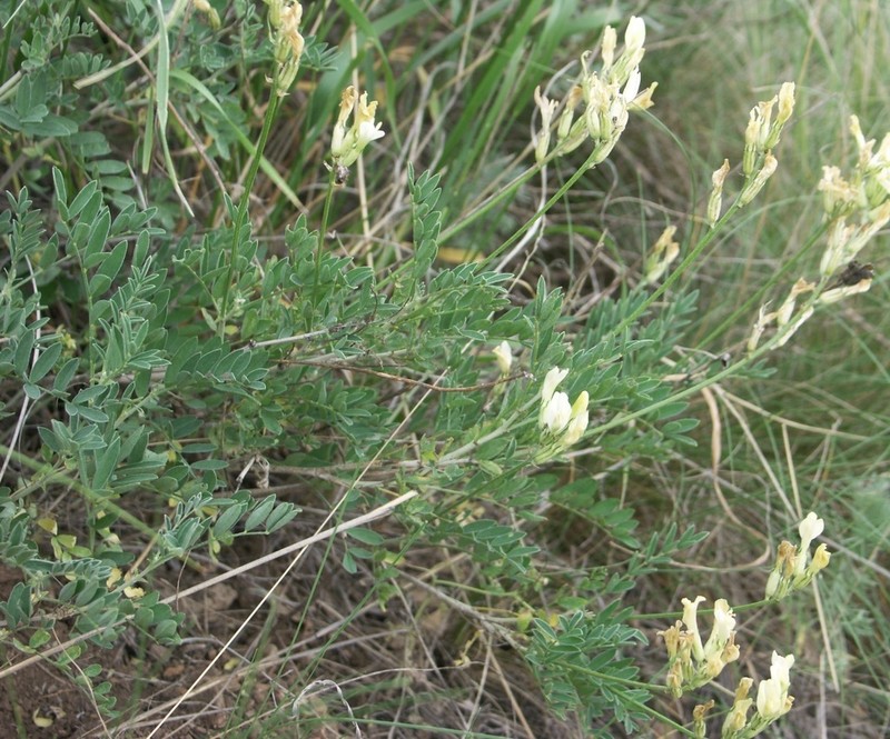 Astragalus storozhevae photo 5