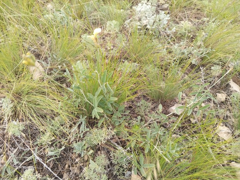 Astragalus storozhevae photo 6
