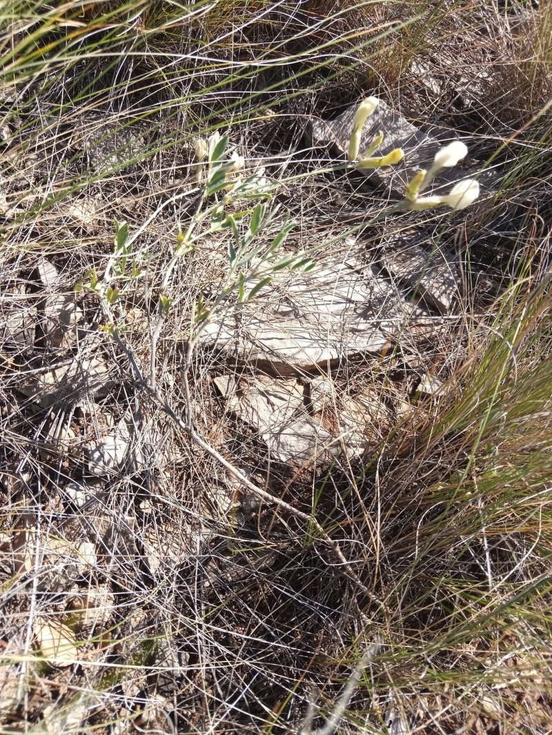 Astragalus storozhevae photo 7