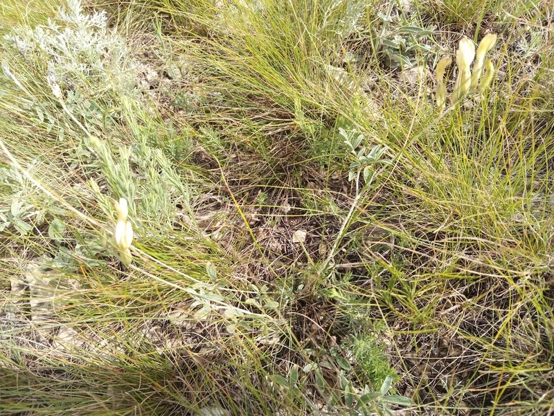 Astragalus storozhevae photo 8