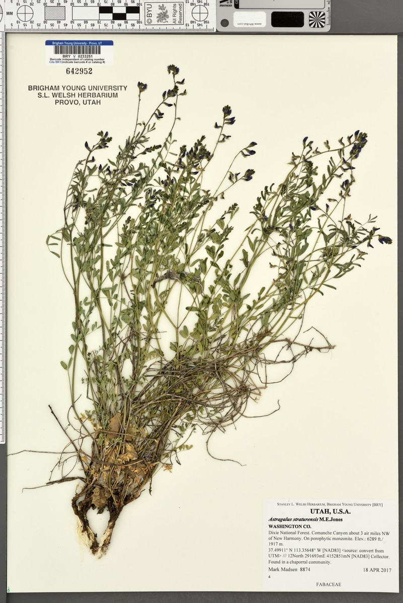Pine Valley Milkvetch