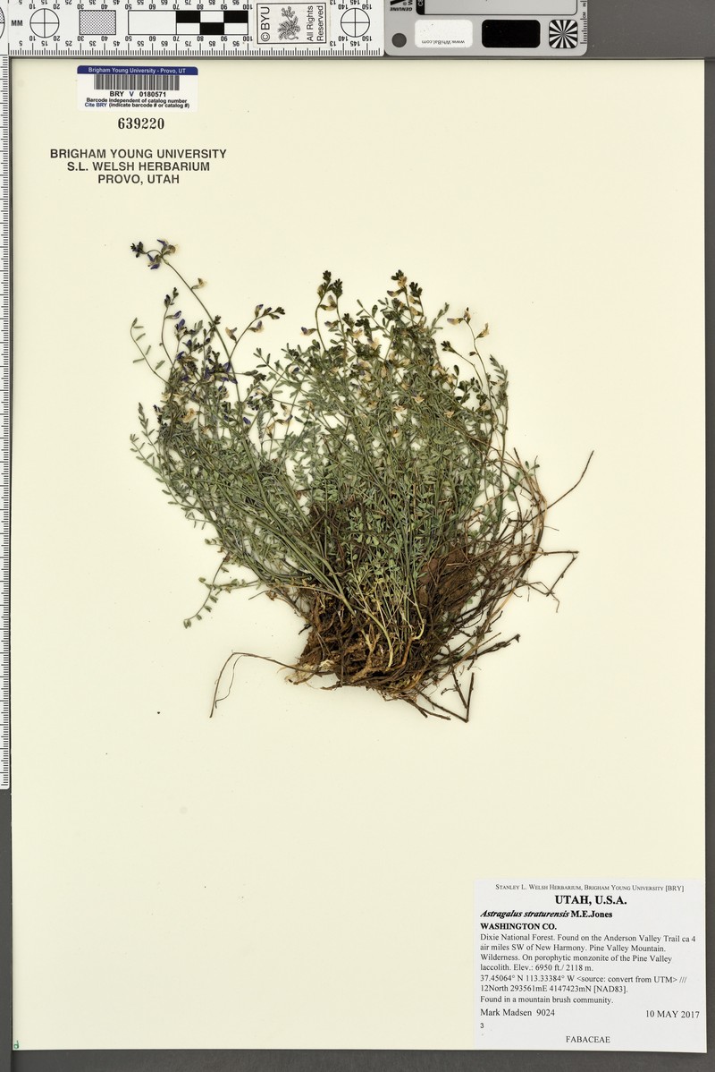 Pine Valley Milkvetch photo 2