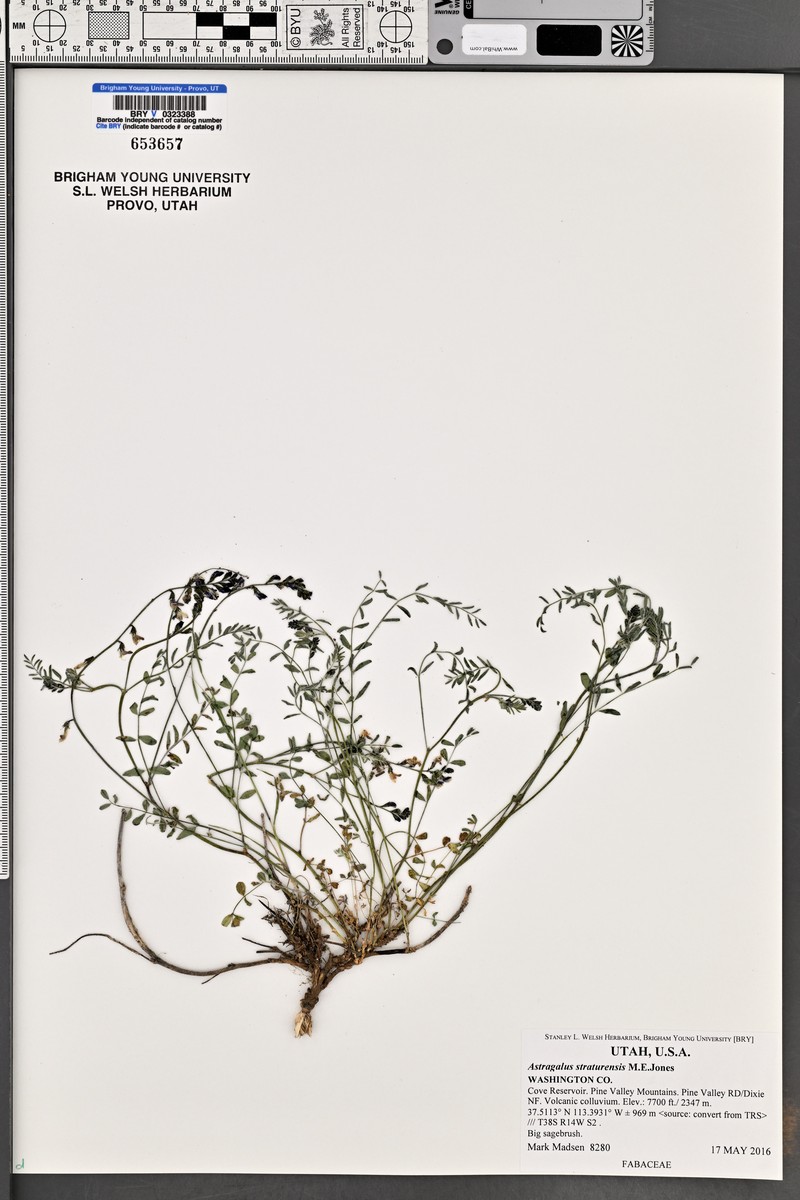 Pine Valley Milkvetch photo 3